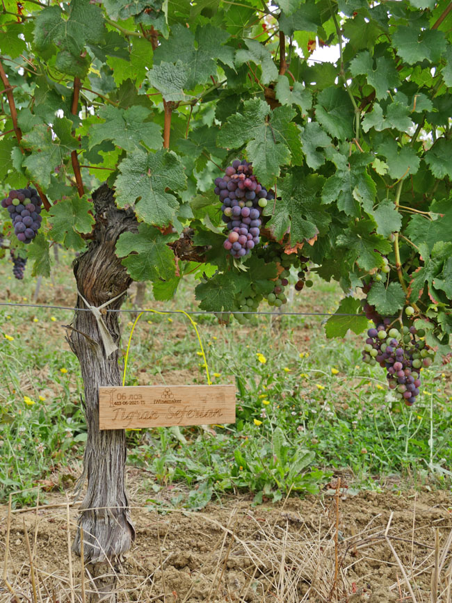 Виноградник на урожай